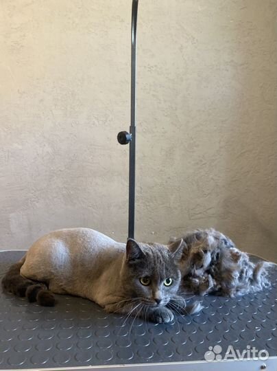 Груминг - стрижка собак и кошек