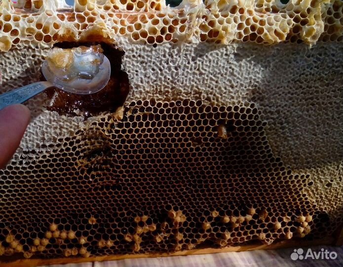 Мед цветочный, донник, иван-чай