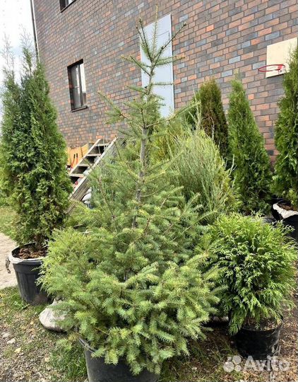 Можжевельник Блю Эрроу для живой изгороди