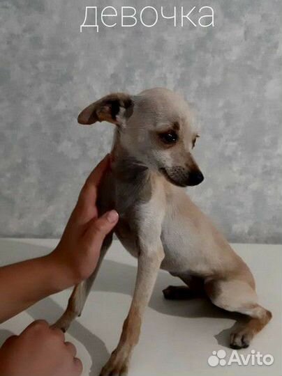 Той-терьер щенки