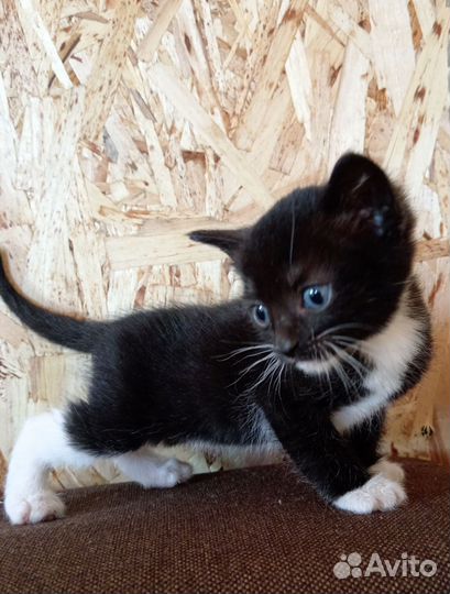 Котята в добрые руки, бесплатно