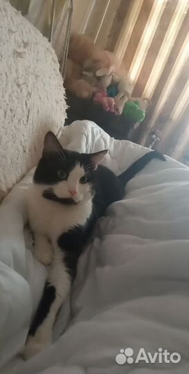 Отдам кота в добрые руки