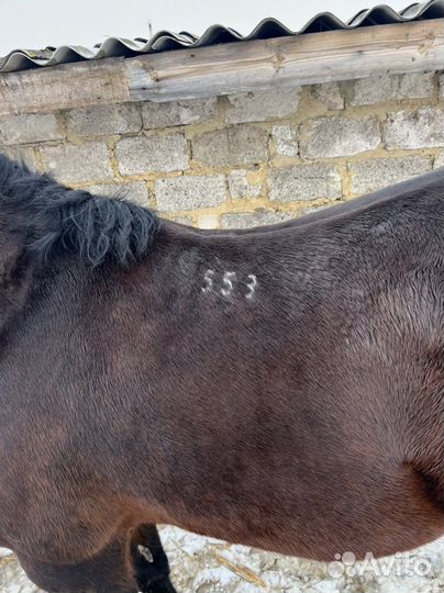 Жеребец орловский рысак