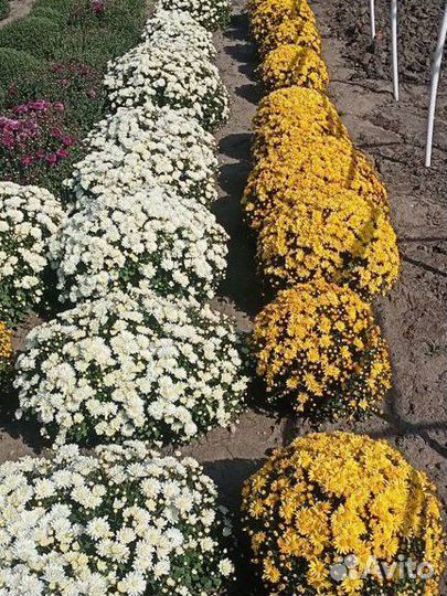 Растения для сада