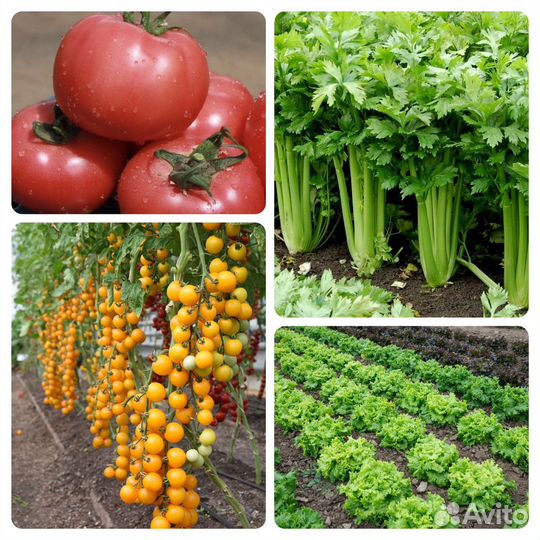 Проф. семена овощей в мелкой фасовке