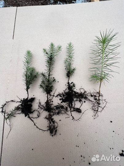 Голубая Ель саженцы сеянцы с окс