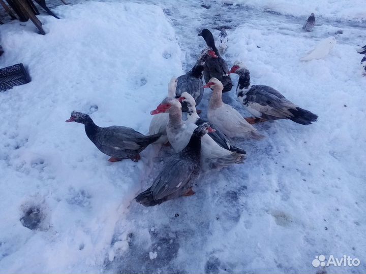 Индоутки, петухи