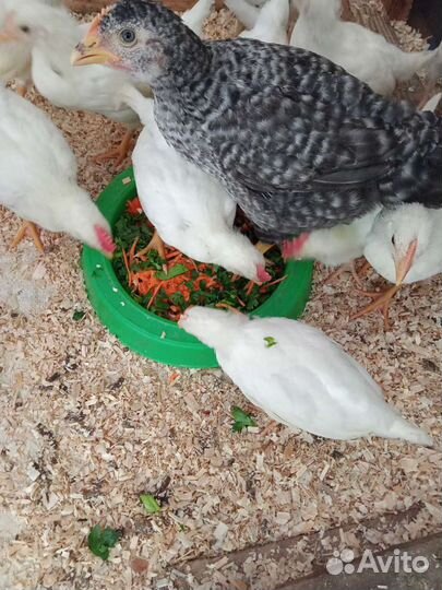 Яйцо Мастер Грис цветной бройлер Испания, Венгрия