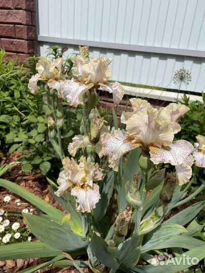 Ирис бородатый, делянки