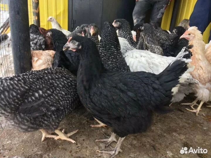 Куры молодки несушки доминант