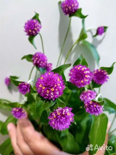 Гомфрена сухоцвет