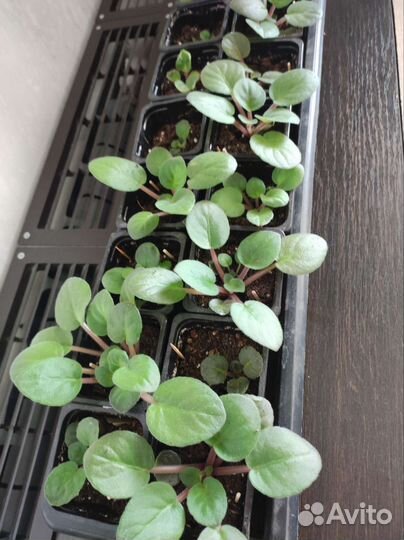 Цветы фиалки