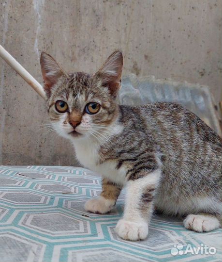 Котенок в добрые руки