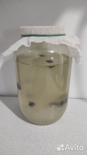 Индийский морской рис(гриб зооглея)