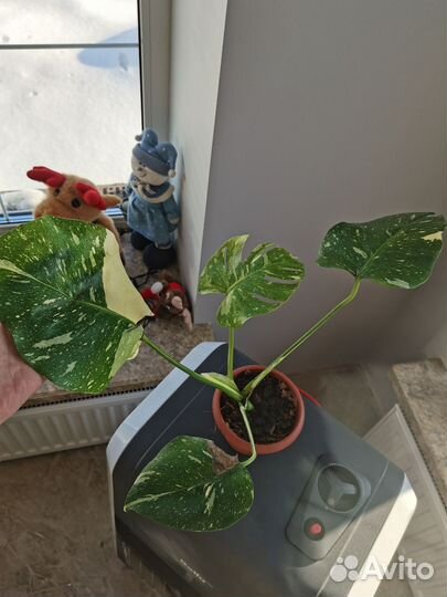 Монстера тайское созвездие