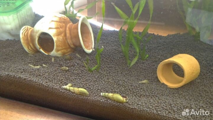 Улитки Физы, Мелании