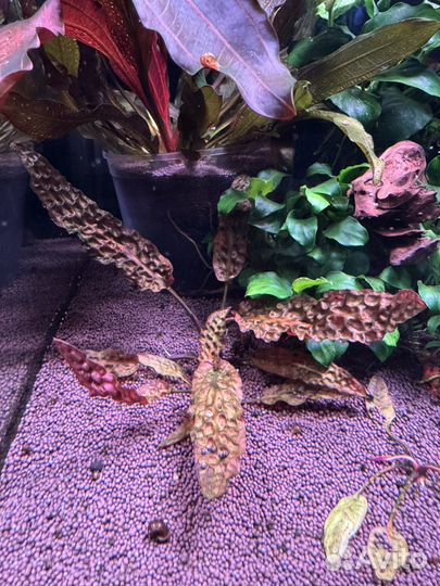 Криптокорина Kee