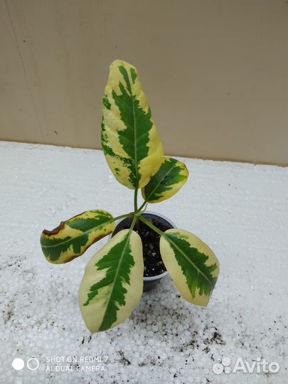 Редкие фикусы