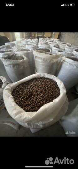 Орех кедровый