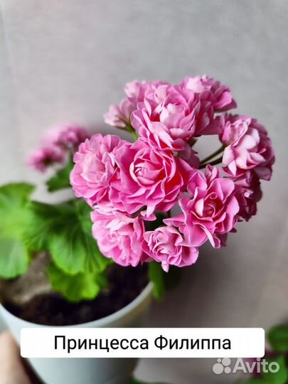 Пеларгонии сортовые