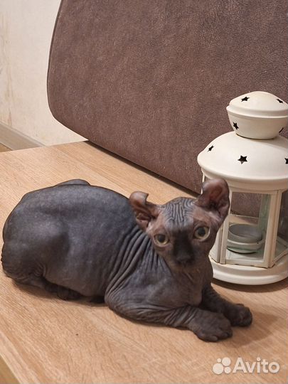 Эльф черный