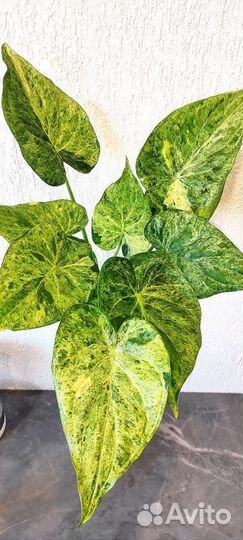 Alocasia cucullata'White lace'