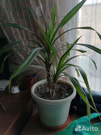 Комнатные растения