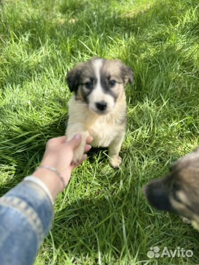 Малышка 1,5 мес доставка бесплатно по области