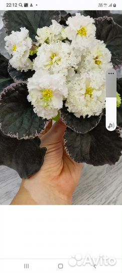 Фиалка Ванильное Парфе. Детки