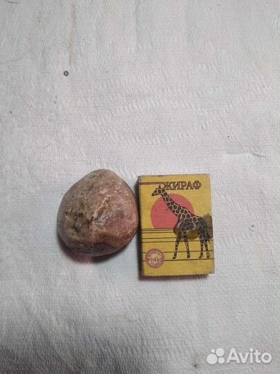 Окаменелый морской ёж