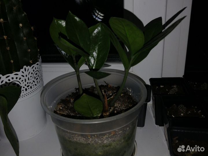 Комнатные цветы