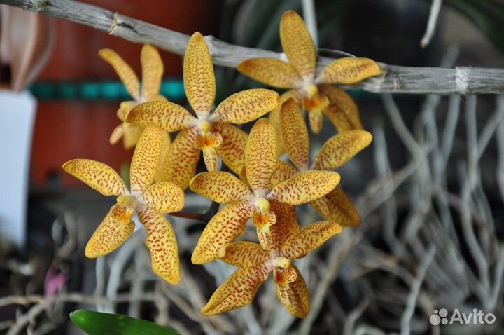 Орхидеи фаленопсисы