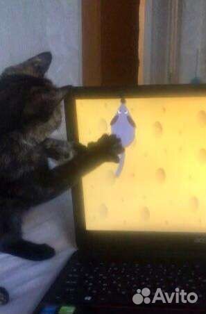 Ириска в руки надёжных хозяев