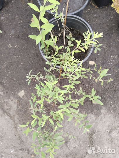 Спирея голден принцесс, серая, вейгела