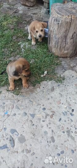 Щенки