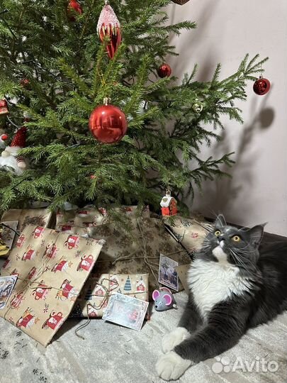 Кот мейн-кун вязка