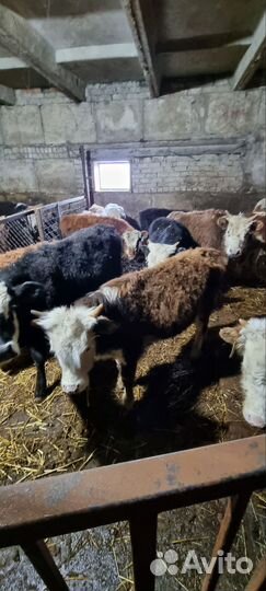 Телята бычки