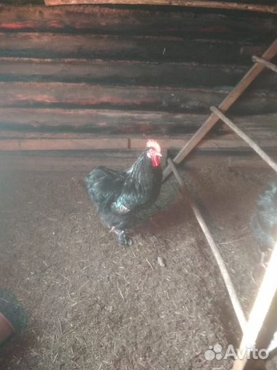 Продам петуха мясной породы (Вьетнамец)