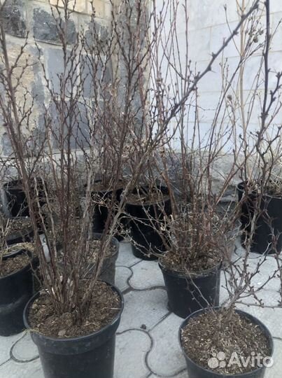 Растения многолетние хвойные