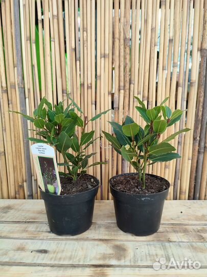 Аглаонема комнатные растения