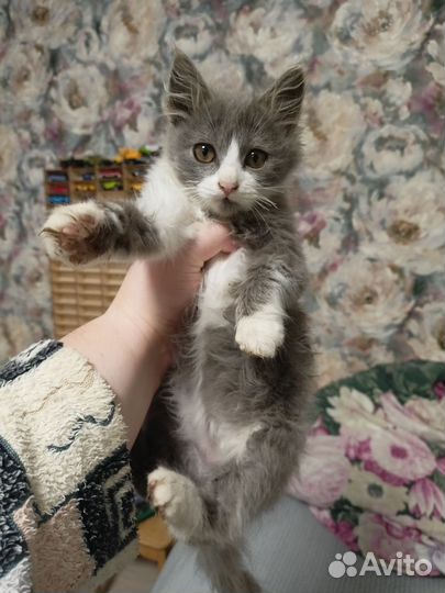 Котята девочки