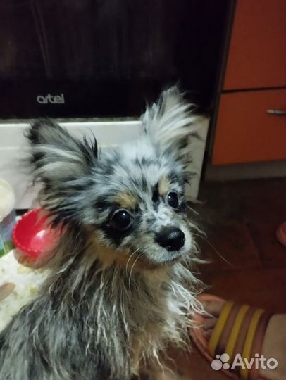 Потеряшка собака