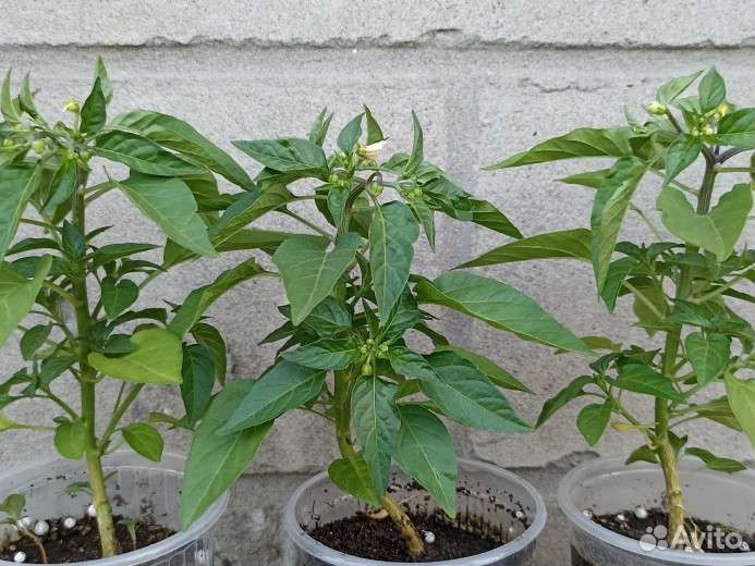 Перец комнатный острый