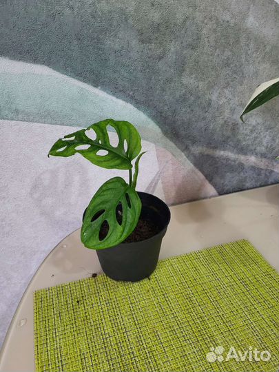 Монстера манки маск