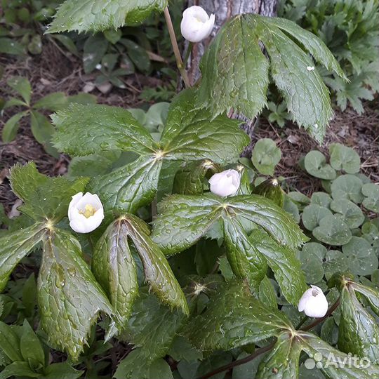 Многолетники для тенистых садов