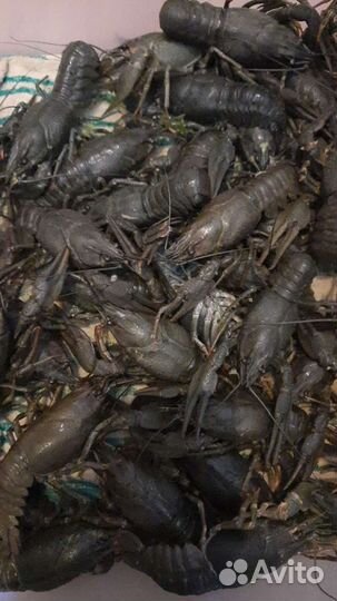 Живые раки, свежий улов всегда в наличии