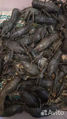 Живые раки, свежий улов всегда в наличии