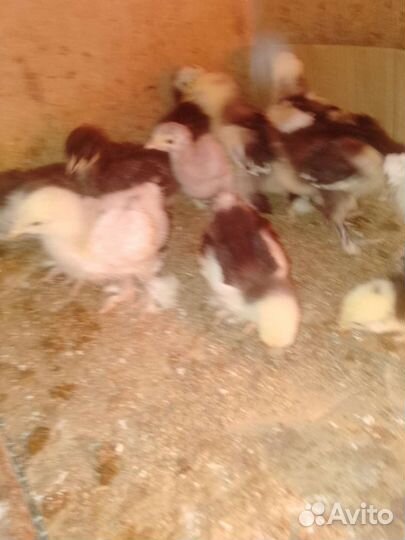 Кохинхины мрамор