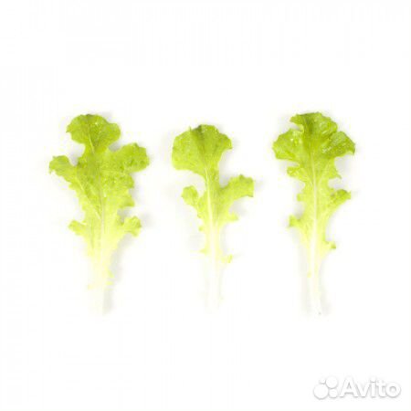 Семена Салата 