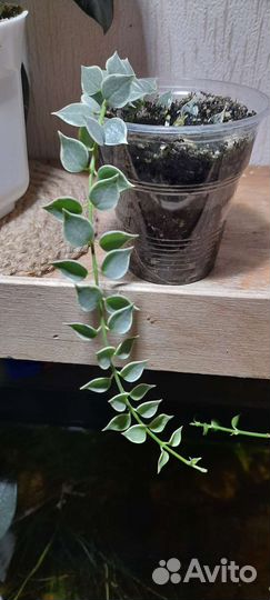 Дисхидия миллион сердец вариегата